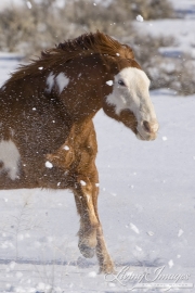 Flitner Ranch, Shell, WY, horses in winter, purebred Paint runs in snow
