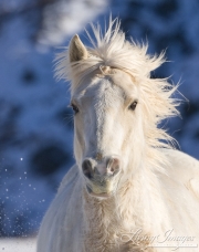 Flitner Ranch, Shell, WY, horses in winter, palomino runs in snow