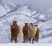 Flitner Ranch, Shell, WY, horses in winter, horses run in snow