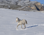 Flitner Ranch, Shell, WY, horses in winter, purebred leopard appaloosa runs in snow