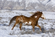 Flitner Ranch, Shell, WY, horses in winter, purebred Paint running in the snow