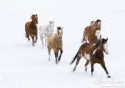 Flitner Ranch, Shell, WY, horses in winter, horses running in the snow, two purebred paints, two purebred appaloosas, two purebred quarter horses