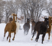 Horses run at Flitner Ranch in snow, Shell, WY
