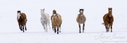 Flitner Ranch, Shell, WY, horses in winter, horses running