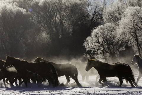 SnowHorses-275