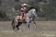 Grey Andalusian stallion landing with rider in Charro outfit in Ojai, CA