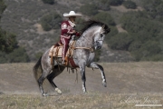 Grey Andalusian stallion landing with rider in Charro outfit in Ojai, CA