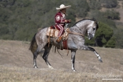 Grey Andalusian stallion doing Spanish Walk with Charro rider in Ojai, CA
