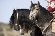 Grey Andalusian stallion next to black Fjord stallion in Ojai, CA