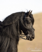 Black Friesian stallion in Ojai, CA