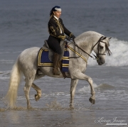 Grey Andalusian stallion ridden on the beach in Ojai, CA