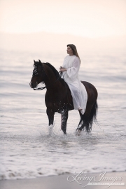 Bay Azteca stallion on th beach in Ojai, CA