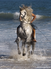 Gray Andalusian Stallion, Ojai, CA