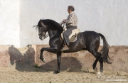Grey Andalusian stallion doing Passage in Osuna, Spain