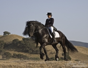 Black Friesian stallion ridden at trot in Ojai, CA