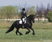 girl riding black Friesian gelding at canter in  Longmont, CO