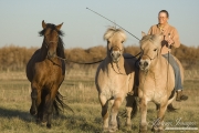 Bay Andalusian stallion with 2 Norwejian Fjord geldings with one being ridden in Berthoud, CO