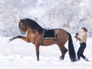 Bay Andalusian stallion doing Spanish Walk in the snow in Berthoud, CO