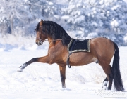 purebred Bay Andalusian stallion doing Spanish Walk in the snow in Berthoud, CO