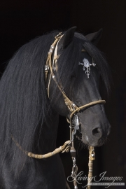 Black Peruvian Paso Stallion in traditional Peruvian bridle, Sante Fe, NM