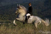 Gray Andalusian Stallion, levade, Ojai, CA