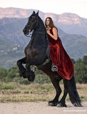 Black Friesian Stallion, levade, Ojai, CA