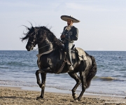 Black Andalusian stallion on beach in Ojai, CA