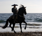 Black Andalusian stallion on beach in Ojai, CA