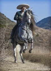 Grey Andalusian stallion in Ojai, CA