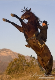 Bay Azteca (half Andalusian half Quarter horse) stallion rearing, Ojai, CA