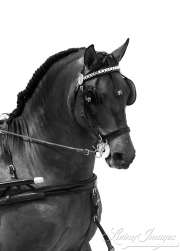 Sevilla, Spain, Carriages Exhibition, Purebred horses, bay Andalusian stallion