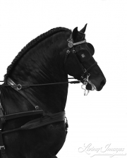 Sevilla, Spain, Carriages Exhibition, Purebred horses, black Friesian stallion