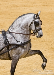 Sevilla, Spain, Carriages Exhibition, Purebred horses, grey Andalusian stallion