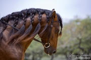 purebred Bay Andalusian stallion, Austin TX