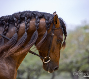 purebred Bay Andalusian stallion, Austin TX