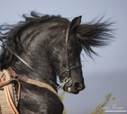 Ojai, CA, purebred horse, black Friesian stallion head shot