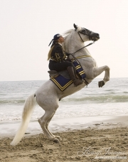 Grey Andalusian stallion rearing on beach in Ojai, CA