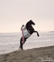 Bay Azteca stallion rearing on the beach in Ojai, CA