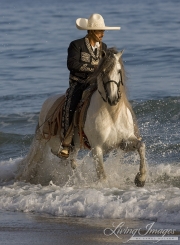 Summerland Beach, Ojai, CA, horse, Andalusian stallion ridden in ocean by man in Charro attire
