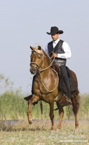 Ojai, CA, purebred horse, Peruvian Paso stallion with rider in traditional attire
