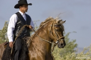 Ojai, CA, purebred horse, Peruvian Paso stallion with rider in traditional attire