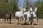 Ejicia, Spain, purebred Andalusians, three grey mares in a cobra with a foal following behind