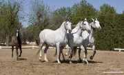Ejicia, Spain, purebred Andalusians, cobra of grey mares with foal
