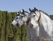 Ejicia, Spain, purebred Andalusians, three mares in a cobra