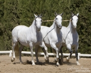 Ejicia, Spain, purebred Andalusians, Three mares in a cobra