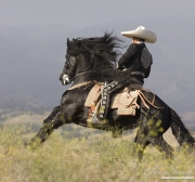 Ojai, CA, purebred horse, black Friesian stallion with rider in Charro attire