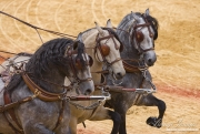 Sevilla, Spain, Carriages Exhibition, Purebred horses, three Andalusian stallions