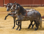 Sevilla, Spain, Carriages Exhibition, Purebred horses, three Andalusian stallions