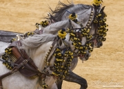Sevilla, Spain, Carriages Exhibition, Purebred horses, three grey Andalusian stallions