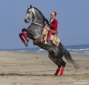 Grey Andalusian stallion ridden on beach by blond woman in Spanish attire in Ojai, CA, rearing